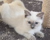 PORTEE DE ZOE ET JASPER Ragdoll