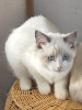 PORTEE DE ZOE ET JASPER Ragdoll