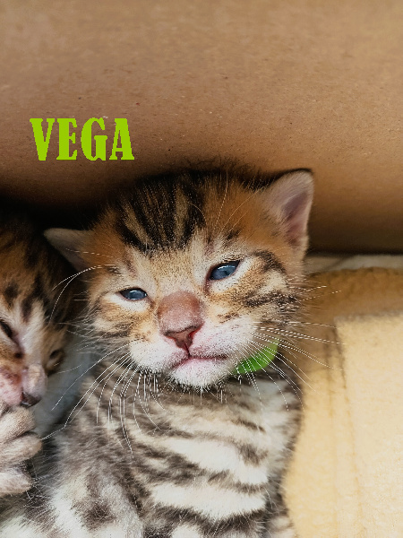 Vega - 