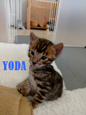 Yoda - Toyger