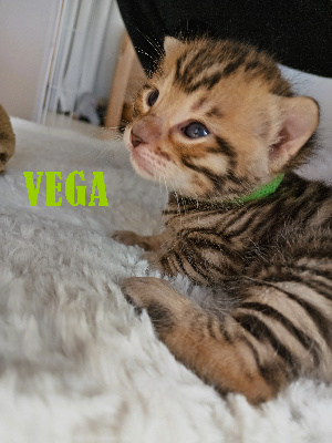Vega - Toyger