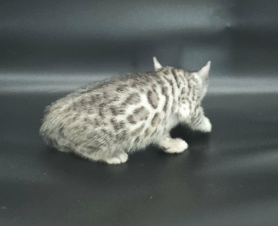 FEMELLE SILVER - Bengal