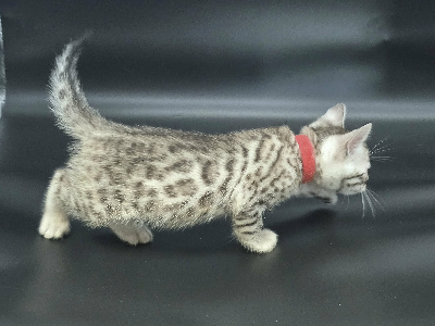 FEMELLE SILVER - Bengal