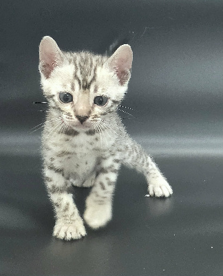 du diamant sauvage - Chaton disponible  - Bengal