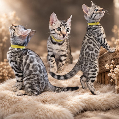 du diamant sauvage - Chaton disponible  - Bengal