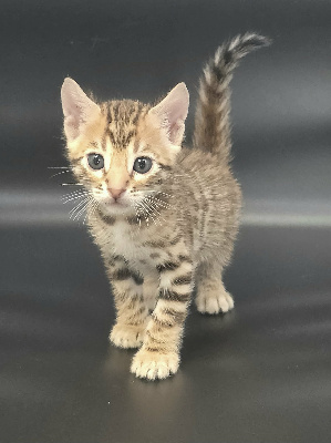 MALE BROWN - Bengal