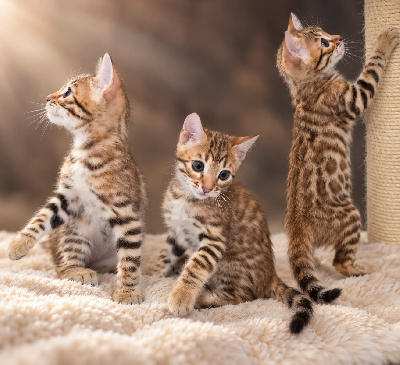du diamant sauvage - Chaton disponible  - Bengal