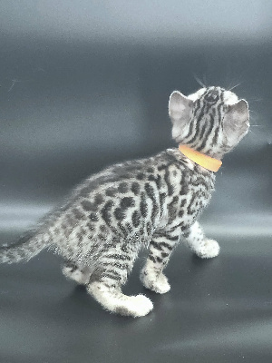 FEMELLE SILVER - Bengal