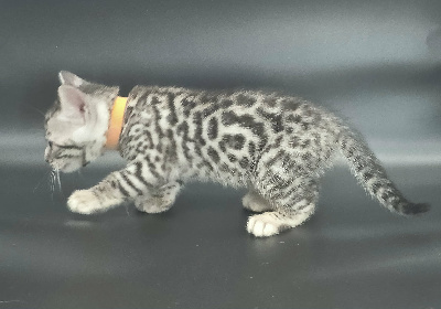 FEMELLE SILVER - Bengal
