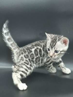FEMELLE SILVER - Bengal