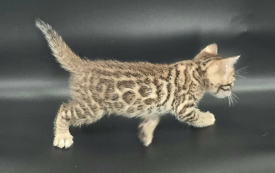 MALE BROWN - Bengal
