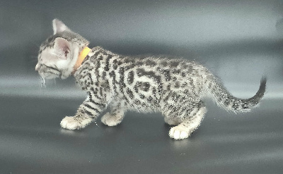 FEMELLE SILVER - Bengal