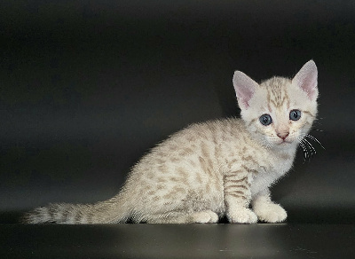 BOREAL - Bengal