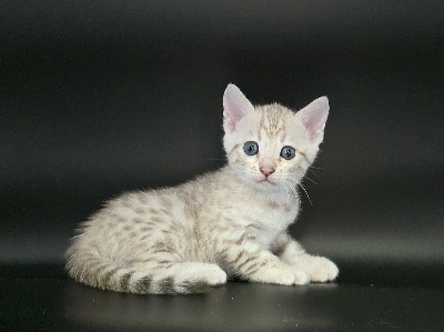 du diamant sauvage - Chaton disponible  - Bengal