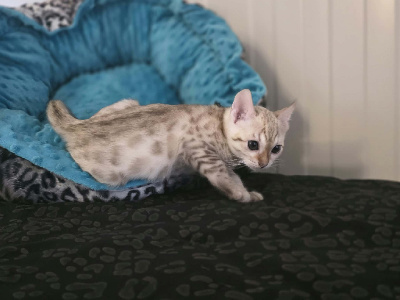 BALOO - Bengal