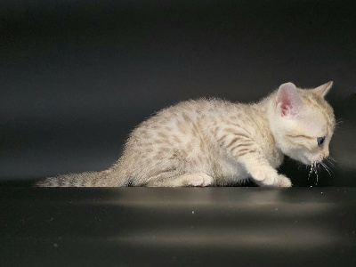 BOREAL - Bengal