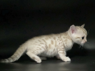 BALOO - Bengal