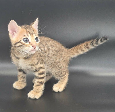 MALE BROWN - Bengal