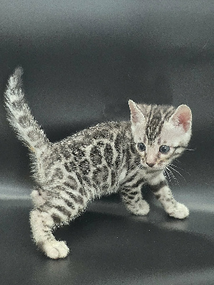 FEMELLE SILVER - Bengal