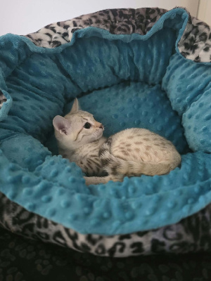 BOREAL - Bengal
