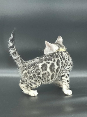 FEMELLE SILVER - Bengal