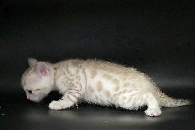 BALOO - Bengal