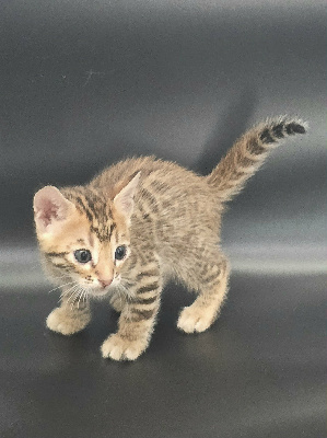 MALE BROWN - Bengal