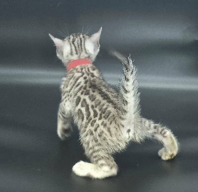 FEMELLE SILVER - Bengal