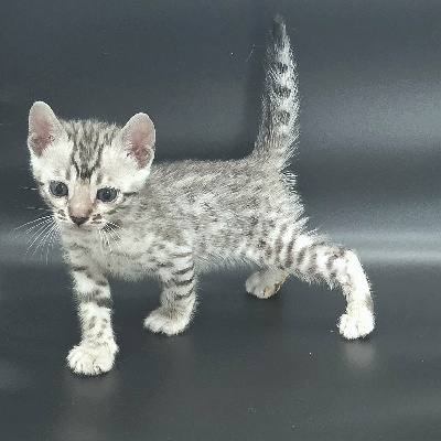 FEMELLE SILVER - Bengal