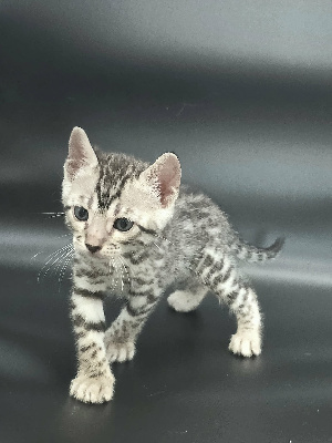 FEMELLE SILVER - Bengal