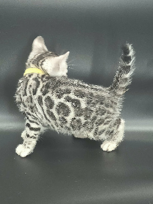 FEMELLE SILVER - Bengal