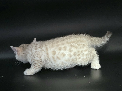 BOREAL - Bengal