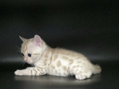 BALOO - Bengal