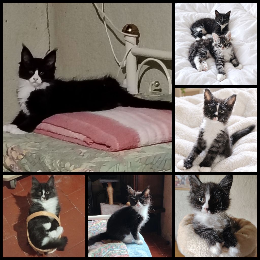 Des Grands Parleurs - Magnifiques mâles Maine-Coon !