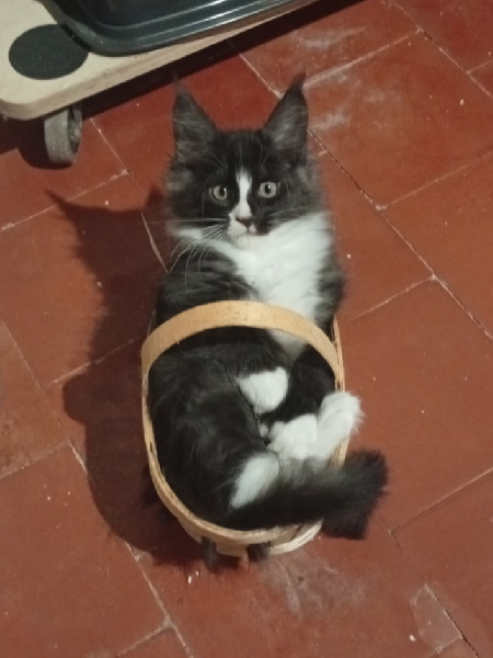 Bonbon