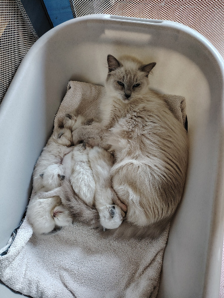 BLANQUETTE