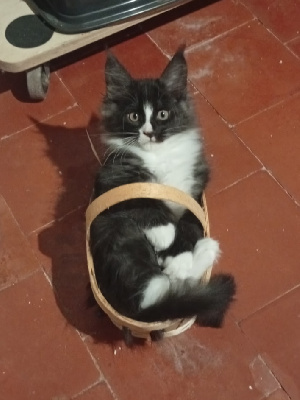 Des Grands Parleurs - Chaton disponible  - Maine Coon