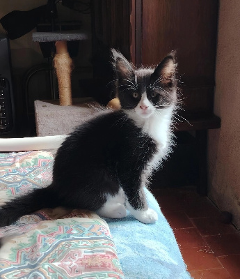 Des Grands Parleurs - Chaton disponible  - Maine Coon