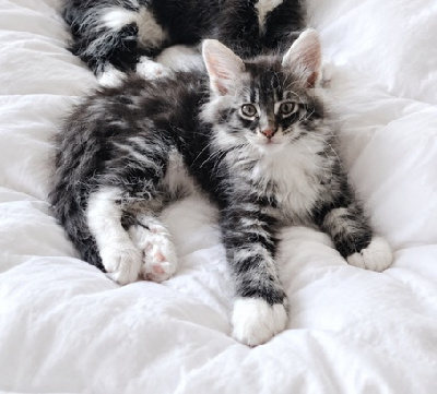 Des Grands Parleurs - Chaton disponible  - Maine Coon