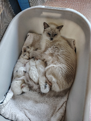 Ragdoll - Des Grands Parleurs