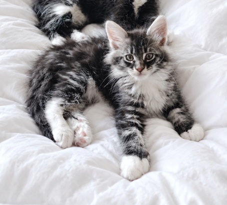 Bisous