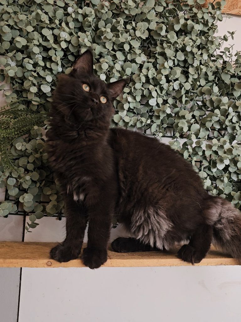 Les Coons du Guë - FEMELLE MAINE COON DISPONIBLE 