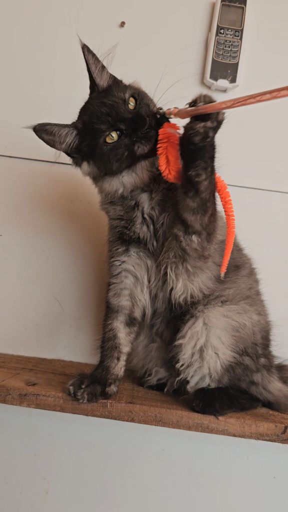 Les Coons du Guë - BESS FEMELLE MAINE COON LOOF