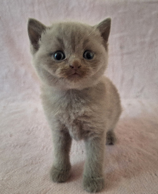 Des Chamours Des Elfes - Chaton disponible  - British Shorthair et Longhair