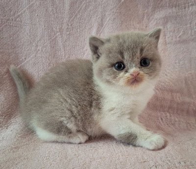 Des Chamours Des Elfes - Chaton disponible  - British Shorthair et Longhair