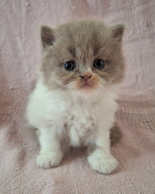 Des Chamours Des Elfes - Chaton disponible  - British Shorthair et Longhair