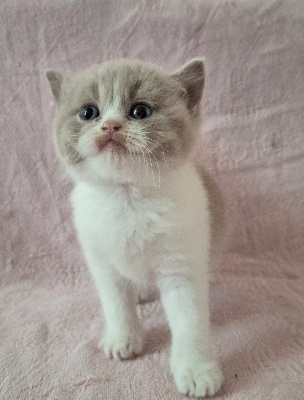Des Chamours Des Elfes - Chaton disponible  - British Shorthair et Longhair
