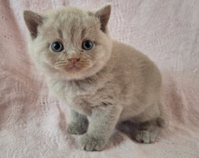 Des Chamours Des Elfes - Chaton disponible  - British Shorthair et Longhair
