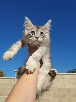 Des Giants Snow - Chaton disponible  - Maine Coon