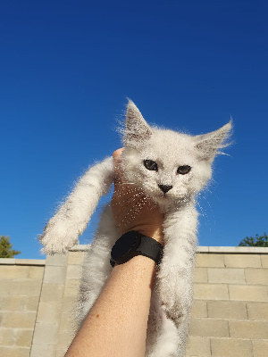 Des Giants Snow - Chaton disponible  - Maine Coon